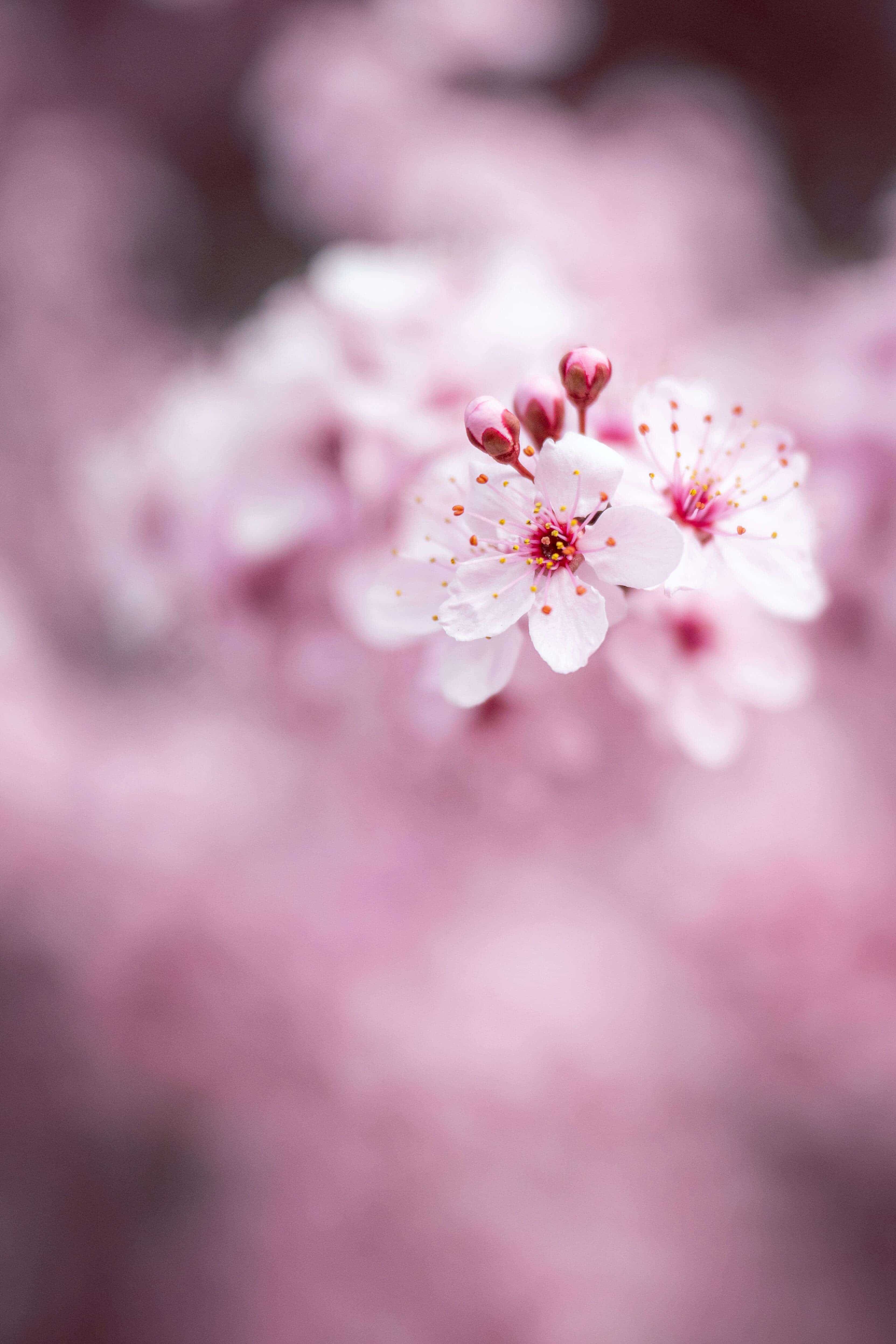 Description of image